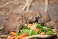 funny prairie dog eating carrots, wild life of the fauna of north america