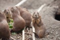 funny prairie dog eating carrots, wild life of the fauna of north america