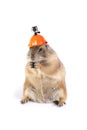 Funny prairie dog wearing safety helmet with action camera.