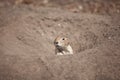 funny prairie dog went out for a walk, the wild life of the fauna of North America