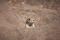 funny prairie dog went out for a walk, the wild life of the fauna of North America