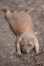 funny prairie dog went out for a walk, the wild life of the fauna of North America