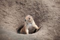 funny prairie dog went out for a walk, the wild life of the fauna of North America