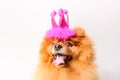 Funny princess girl dog with pink crown Royalty Free Stock Photo