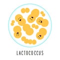 Funny probiotics bacteria lactococcus family cartoon characters isolated on white microbiom in flat style