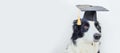 Funny proud graduation puppy dog border collie with comical grad hat isolated on white background. Little dog in Royalty Free Stock Photo