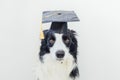 Funny proud graduation puppy dog border collie with comical grad hat isolated on white background. Little dog in Royalty Free Stock Photo