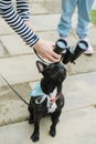 Funny pug. Curious calm dog looking through binoculars Royalty Free Stock Photo