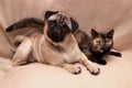 Funny pug and cute turtle color cat lying together on sofa