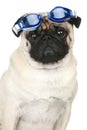 Funny pug dog in blue glasses for a scuba diving