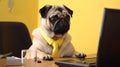 Funny pug dog in a business suit and necktie sitting at the table.