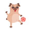 Funny Pug Dog Character with Wrinkly Face Playing Football Vector Illustration