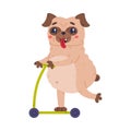 Funny Pug Dog Character with Wrinkly Face Riding Scooter Vector Illustration