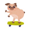 Funny Pug Dog Character with Wrinkly Face Riding Skateboard Vector Illustration