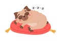 Funny Pug Dog Character with Wrinkly Face Sleeping on Red Cushion Vector Illustration Royalty Free Stock Photo