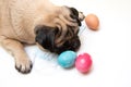 Funny pug dog among colored painted Easter eggs. selective focus, happy easter Royalty Free Stock Photo