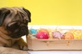 Funny pug dog among colored painted Easter eggs. selective focus, happy easter