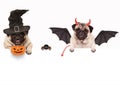 Funny pug dog dressed up for halloween with spider and pumpkin basket