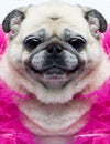 Funny pug dog face Royalty Free Stock Photo