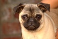 Funny Pug dog face