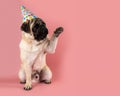 Funny Pug dog giving his paw and wearing happy birthday hat on pink background Royalty Free Stock Photo