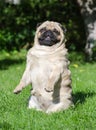 Funny pug dog