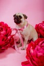 Funny Pug dog with pink banter