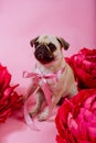 Funny Pug dog with pink banter