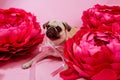 Funny Pug dog with pink banter