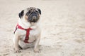 Funny pug dog in a red collar is sitting on the beach.