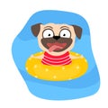 Funny pug dog swimming in swim pool. Vector cartoon illustration for print Royalty Free Stock Photo