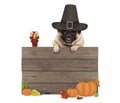 Funny pug dog wearing pilgrim hat for Thanksgiving day, with blank wooden sign and turkey