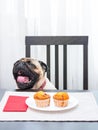 Funny pug dog yawns while sitting at the table in front of a plate of delicious muffins.