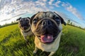 Funny pug-dogs portrait