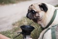 Funny pug drinking from a dog water bottle. Royalty Free Stock Photo