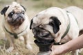 Funny pug drinking from a dog water bottle. Royalty Free Stock Photo