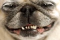 Funny Pug Face Royalty Free Stock Photo