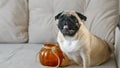 Funny pug face, black witch hat, halloween costume, sitting on bed at home Royalty Free Stock Photo