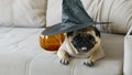 Funny Halloween pug face sitting on bed at home Royalty Free Stock Photo