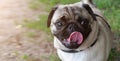 Funny pug face with open mouth with a long tongue against the blurred background Royalty Free Stock Photo