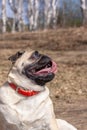 Funny pug face with sticking out tongue against the background of a blurred forest. Royalty Free Stock Photo