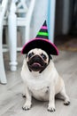 Funny pug in hat. Little witch. Halloween dog. Halloween party. Halloween costume. Funny dog. Funny pets. Dog dressed as a witch.