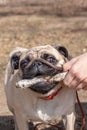 Funny pug holds the stick that the hand holds.