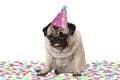 Funny pug puppy dog wearing party hat, sitting down on confetti, drunk on champagne, tired with hangover