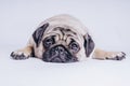 Funny Pug Puppy on white background. portrait of a cute pug dog with big sad eyes and a questioning look on a white background Royalty Free Stock Photo