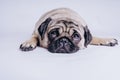 Funny Pug Puppy on white background. portrait of a cute pug dog with big sad eyes and a questioning look on a white background Royalty Free Stock Photo