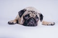 Funny Pug Puppy on white background. portrait of a cute pug dog with big sad eyes and a questioning look on a white background Royalty Free Stock Photo