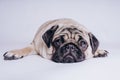 Funny Pug Puppy on white background. portrait of a cute pug dog with big sad eyes and a questioning look on a white background Royalty Free Stock Photo