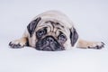 Funny Pug Puppy on white background. portrait of a cute pug dog with big sad eyes and a questioning look on a white background Royalty Free Stock Photo