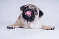 Funny Pug Puppy on white background. portrait of a cute pug dog with big sad eyes and a questioning look on a white background Royalty Free Stock Photo